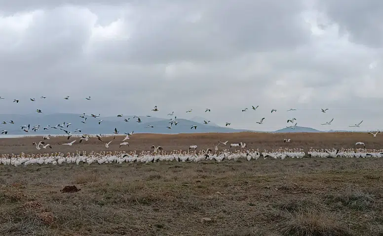 Konya’nın nadidesi ekolojik canlılığa kavuştu: Kuş sesleri yankılanıyor