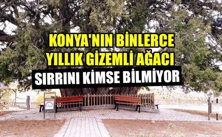 Konya'nın binlerce yıllık gizemli ağacı: Sırrını kimse bilmiyor