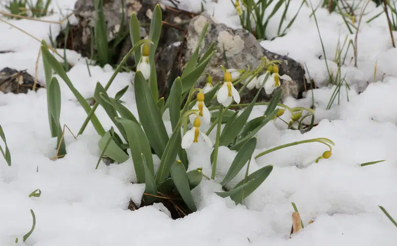 Konya'ya beyaz sürpriz: Mart karı kardelenleri yeniden beyaza bürüdü