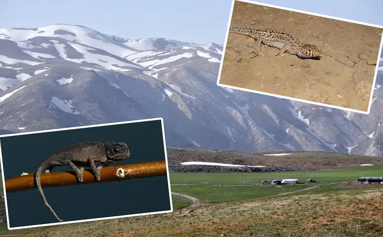 Konya'nın meşhur dağlarında tropikal hayvan ortaya çıktı
