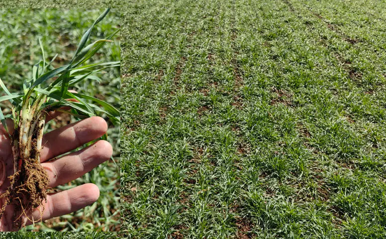 Konyalı çiftçiler bayramı tarlada karşılayacak: Gözler, kulaklar orada