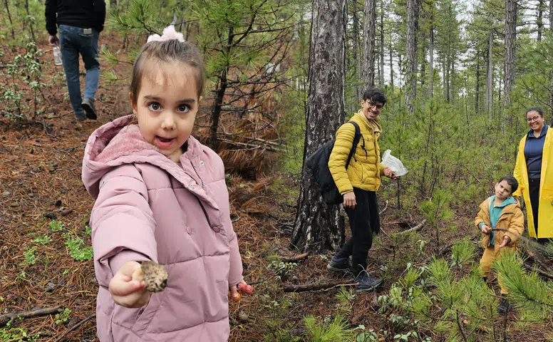Konya'nın dağlarında yetişiyor: Kilosu 3 bin TL'den satılıyor