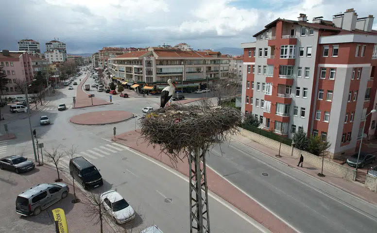 Leylekler Konya'daki evlerine geri döndü: Merkeze renk katıyor
