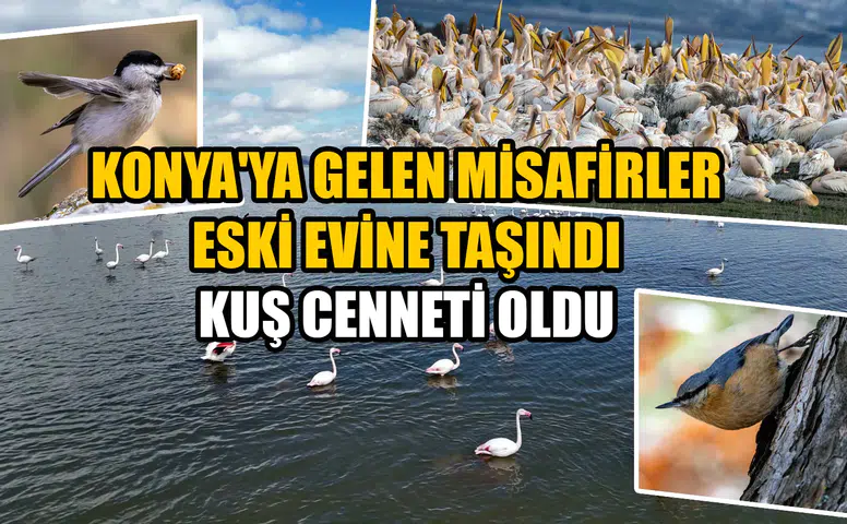 Konya'ya gelen misafirler eski evine taşındı: Kuş cenneti oldu