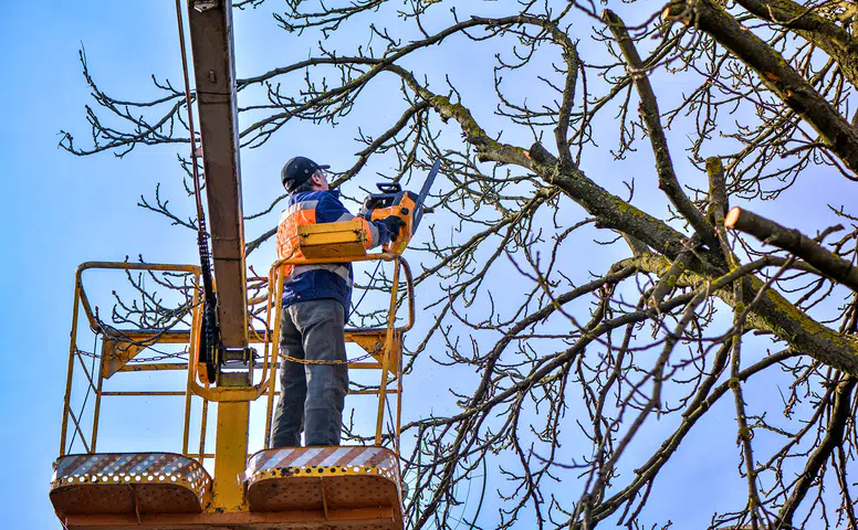 Konya'da bu mesleği yapanlar günlük 4 bin TL kazanıyor