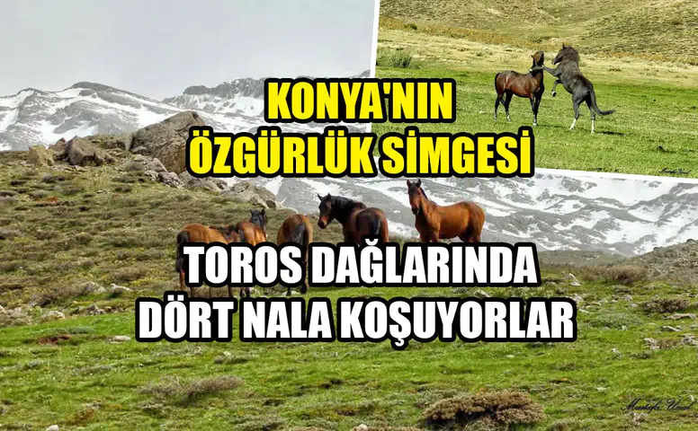 Konya'nın özgürlük simgesi: Toros Dağlarında dört nala koşuyorlar