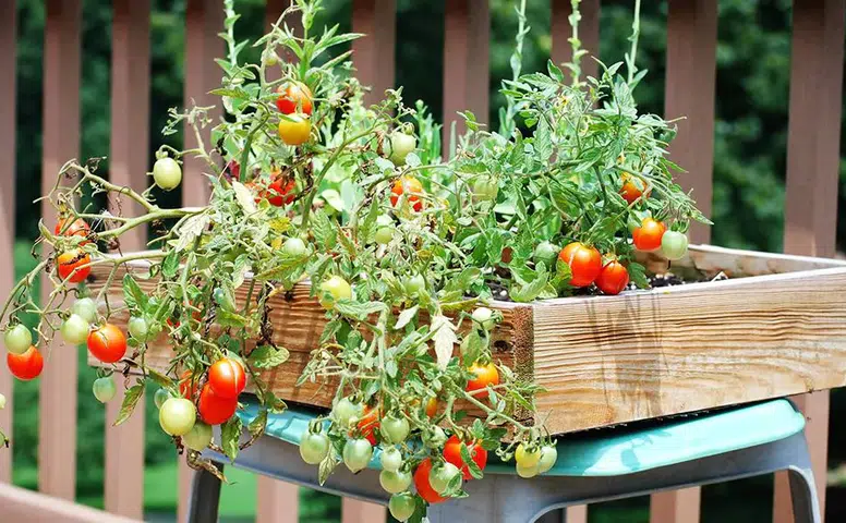 Konyalılar müjde: Sebze seti için yeni başvurular başlıyor