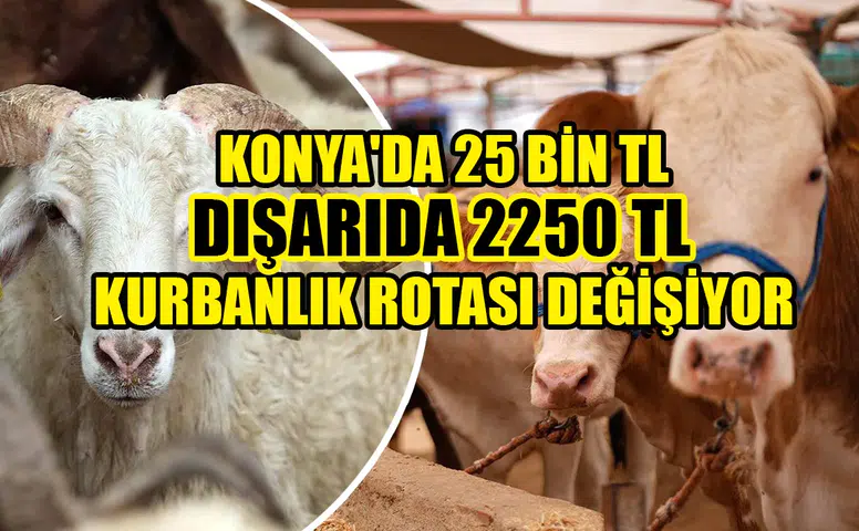 Konya'da 25 bin TL dışarıda 2250 TL: Kurbanlık rotası değişiyor