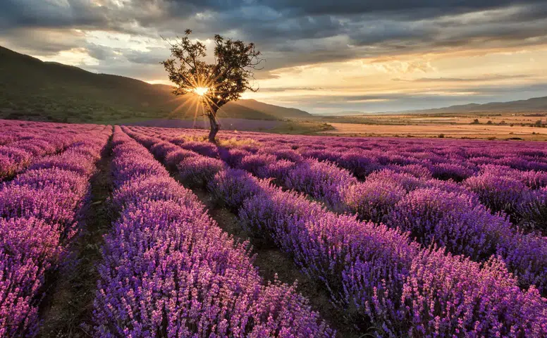 Konya’nın lavantasıyla meşhur ilçesine Şehir Meydanı geliyor