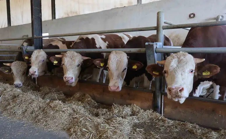 Konya'da bayram öncesi şap krizi: Kurbanlıklar tehlikeye girdi