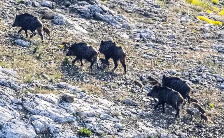 Konya'daki domuz sürüsü korkutuyor: İlçeyi istila ettiler