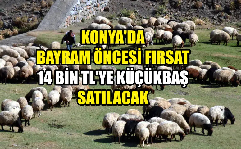 Konya'da bayram öncesi fırsat: 14 bin TL'ye küçükbaş satılacak