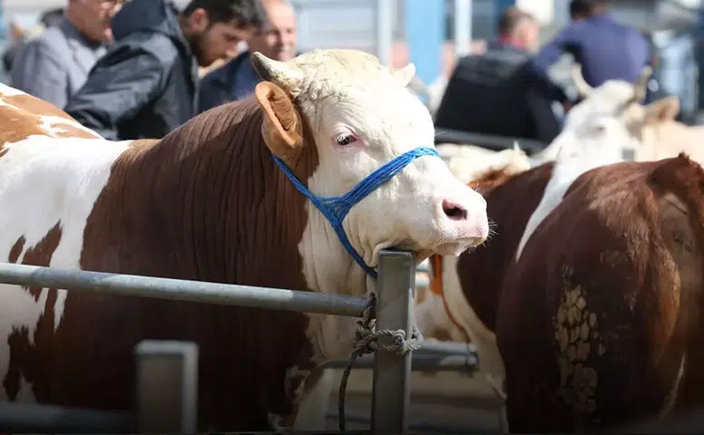 Konyalılar bayrama hazırlanıyor: Fiyatlar 30 bin TL'den başlıyor