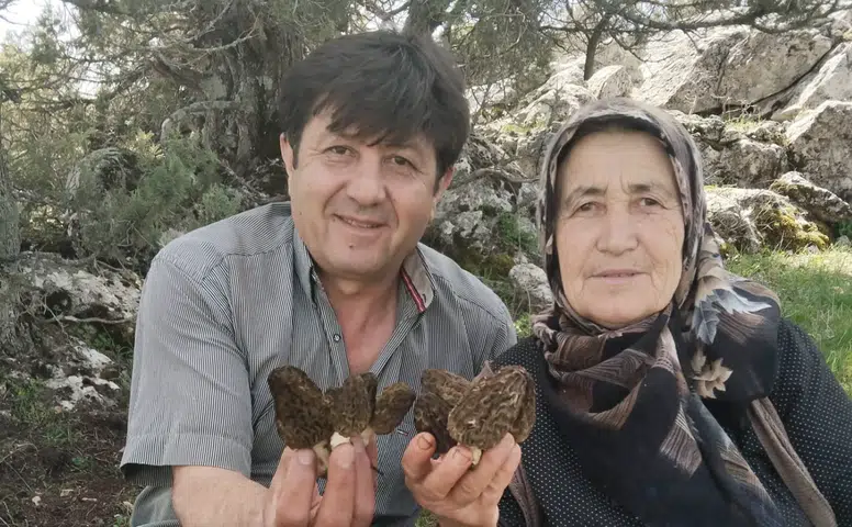 Konya'nın lezzetli mantarında hasat vakti: Kuzugöbeği için sahadalar
