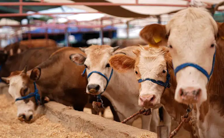 Konya’da 2026 kurban kesim fiyatları açıklandı: Kasapların harmanı olacak