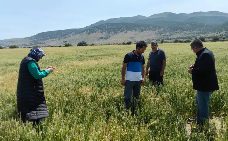Konya ovası bu yıl rekora koşacak: Rekolte beklentisi en üst seviyede