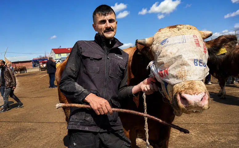 Stresli hayvan kurban edilebilir mi: Uzmanından kurban bakım ve seçimi