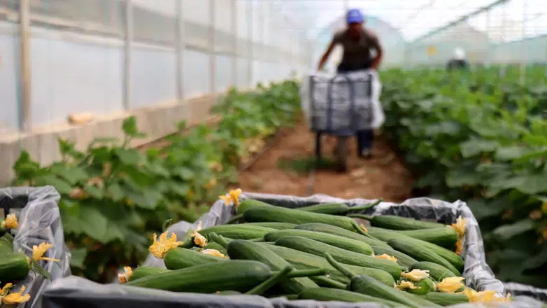 Konya'daki 42 bin kişiye set hediye edilecek: Sebze sezonu başlıyor