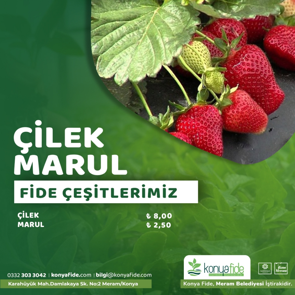cilek-fideleri.jpg