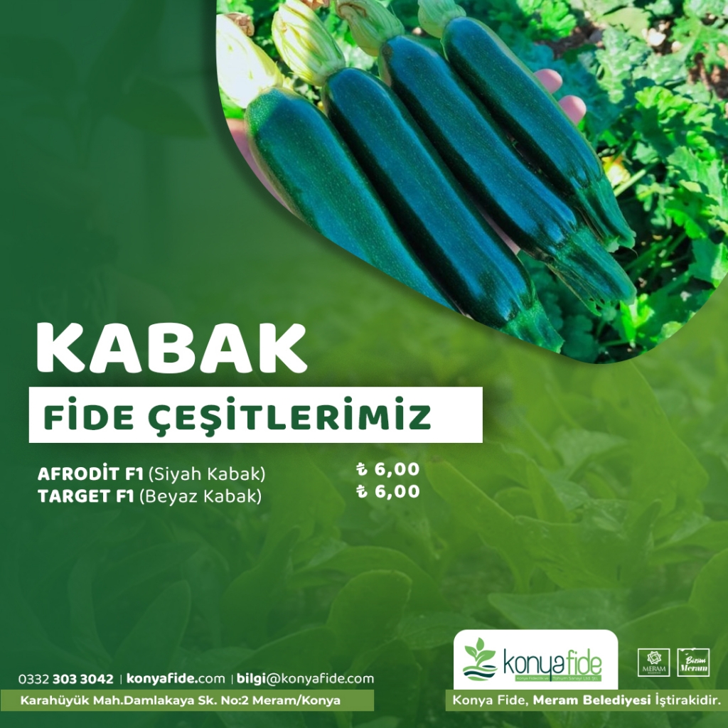 kabak-fideleri.jpg