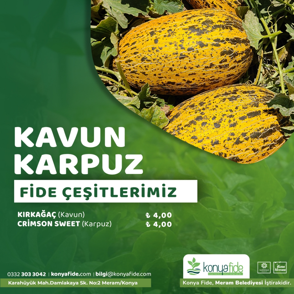 kavun-karpuz-fideleri.jpg