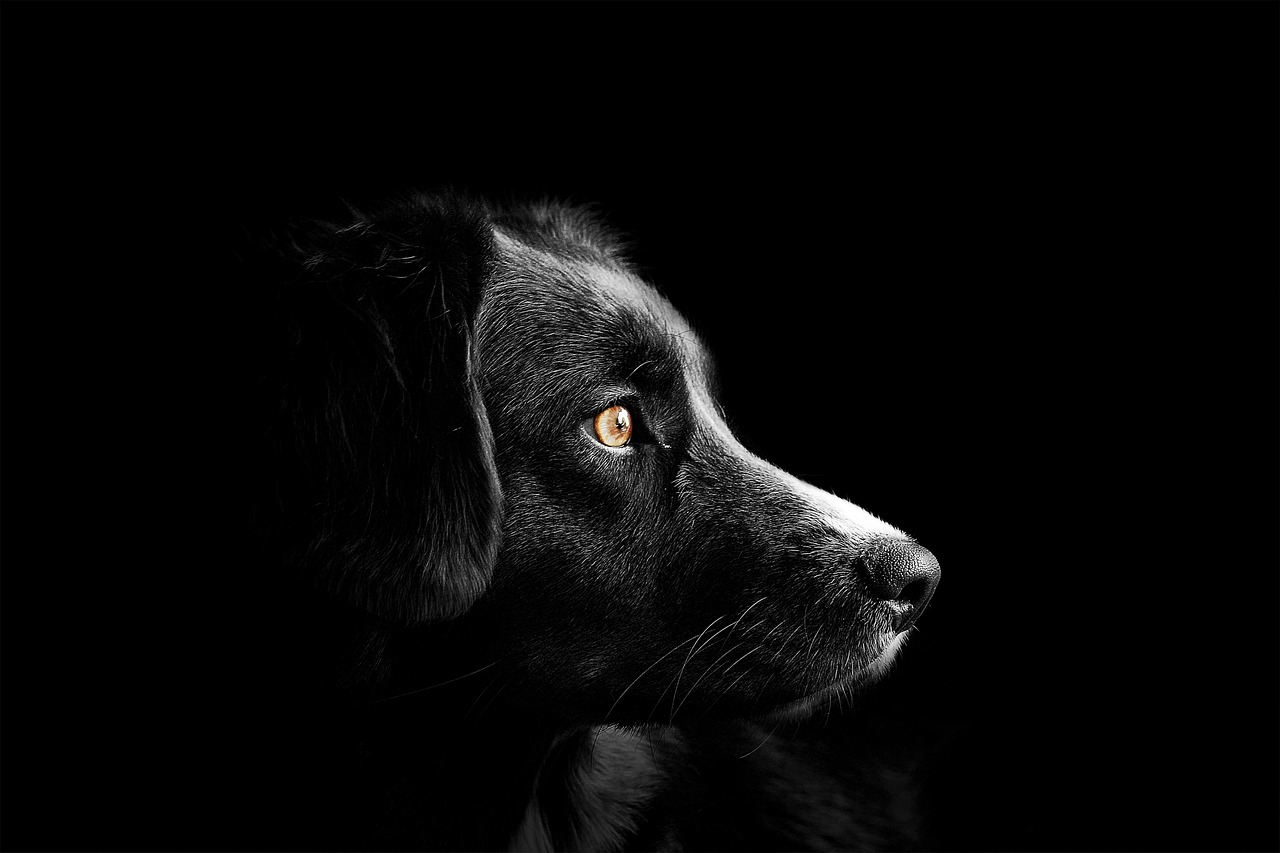 animal-4118585-1280.jpg