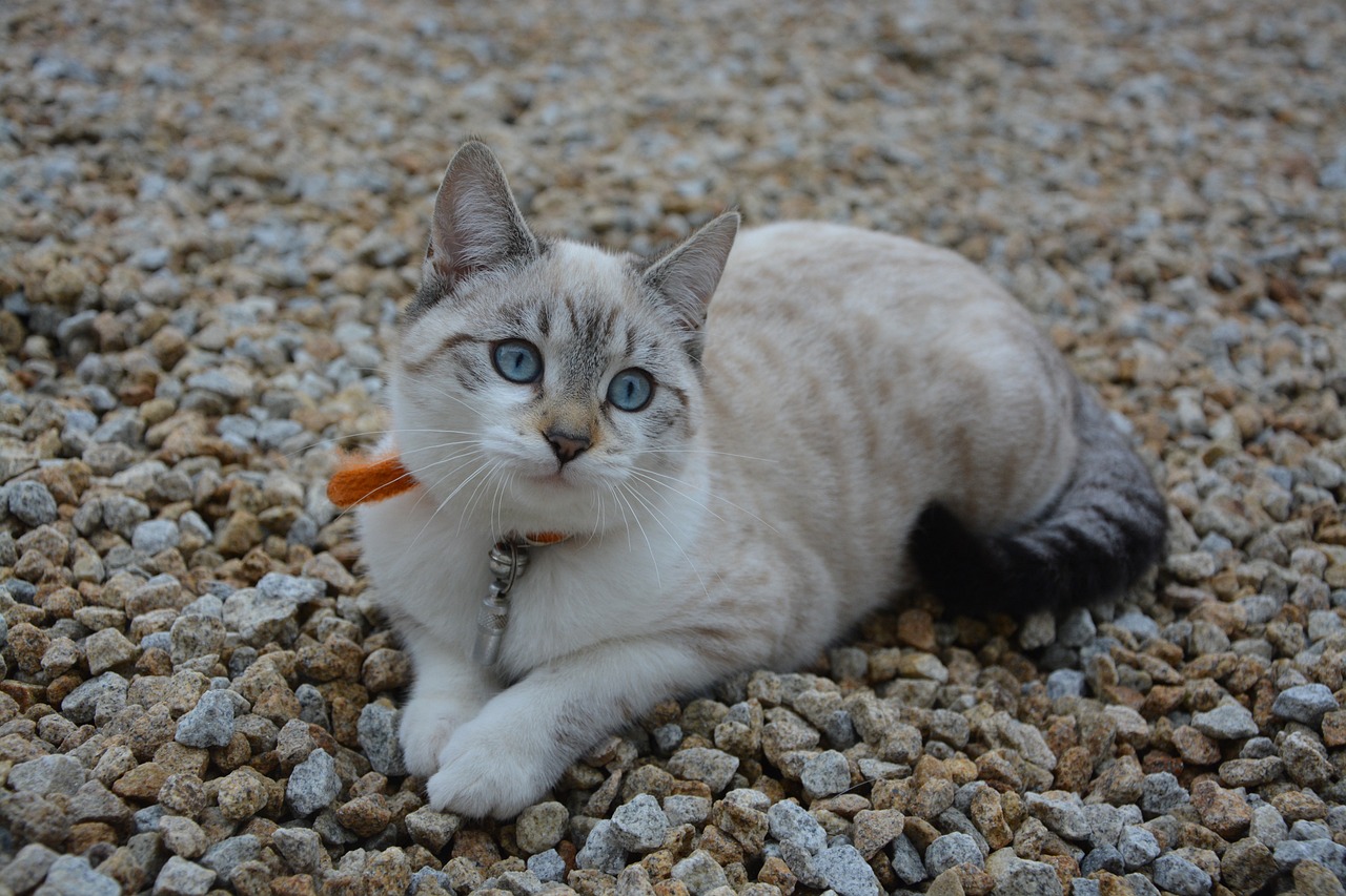 cat-2799386-1280.jpg