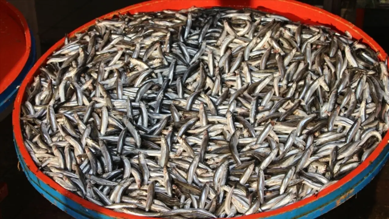 Hamsinin fiyatı düştü işte en düşük fiyatı 2