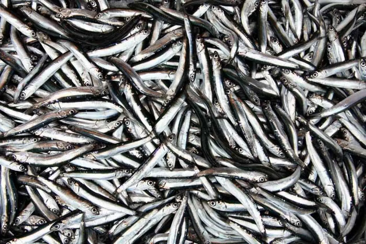 Hamsinin fiyatı düştü işte en düşük fiyatı 4