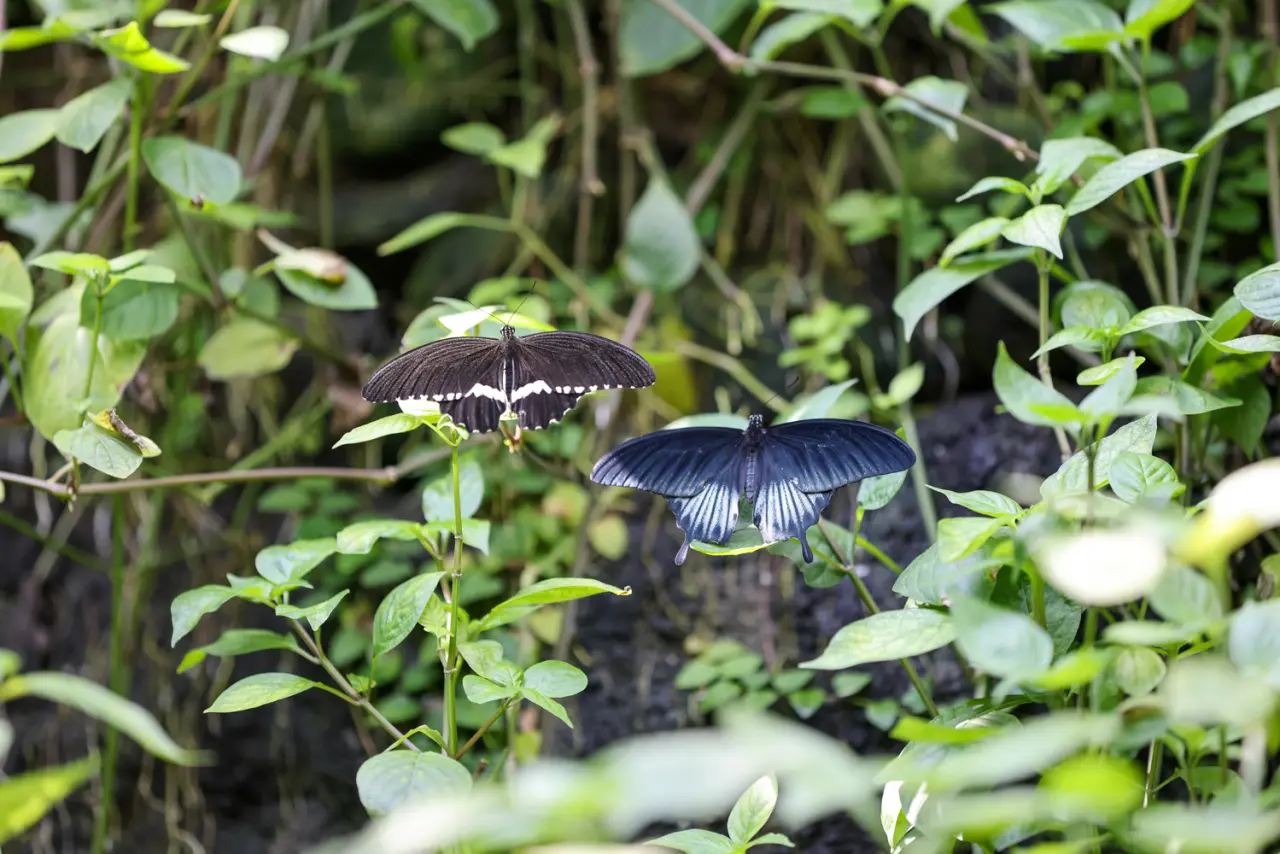 Konya’nın en kıymetli vadisine zam geldi: Kelebek Bahçesi sezona hazır 7