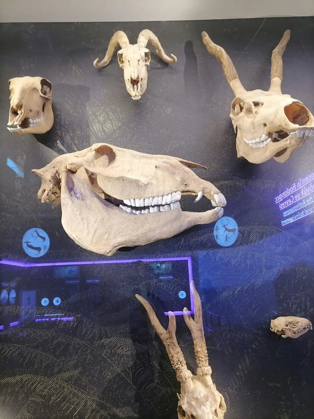 Konya’da keşfedilen sıra dışı fosil: Görenler dinozor sanıyor 3