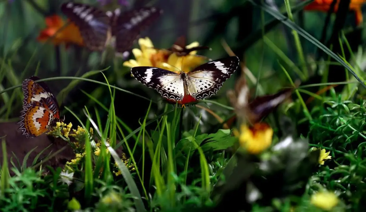 Konya’nın en kıymetli vadisine zam geldi: Kelebek Bahçesi sezona hazır 3