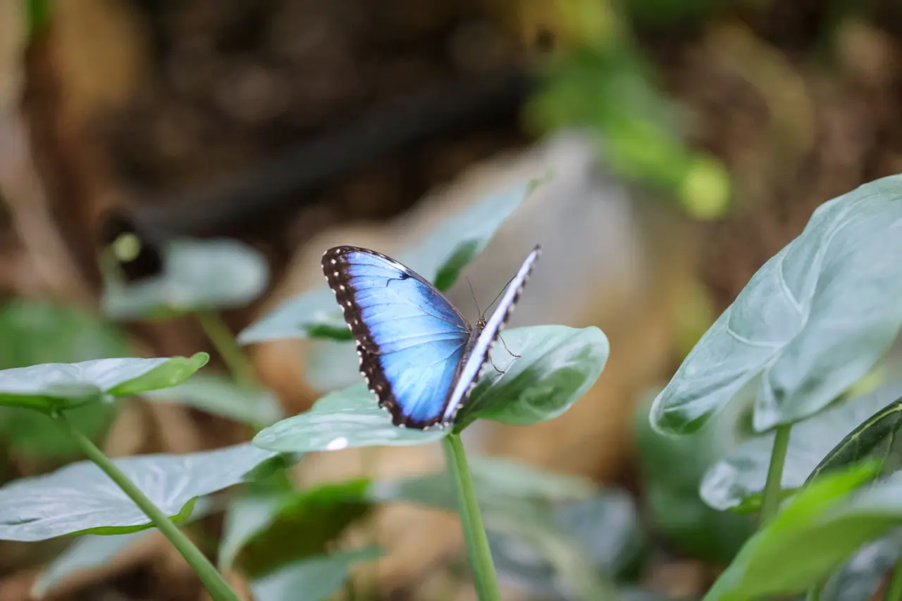Konya’nın en kıymetli vadisine zam geldi: Kelebek Bahçesi sezona hazır 5