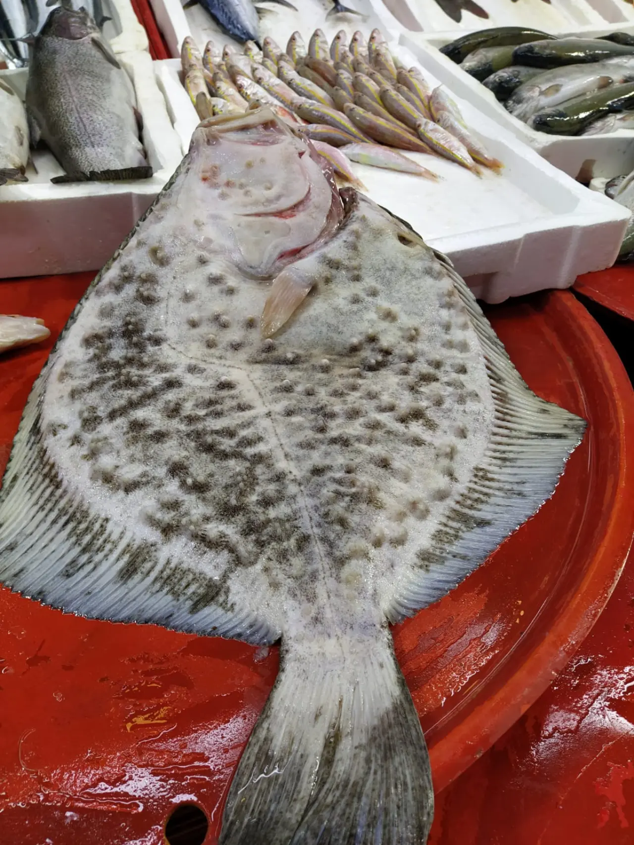 Konyalılar balıkta yeni lezzet peşinde: Orkinos, zargana ve kalkan… 7