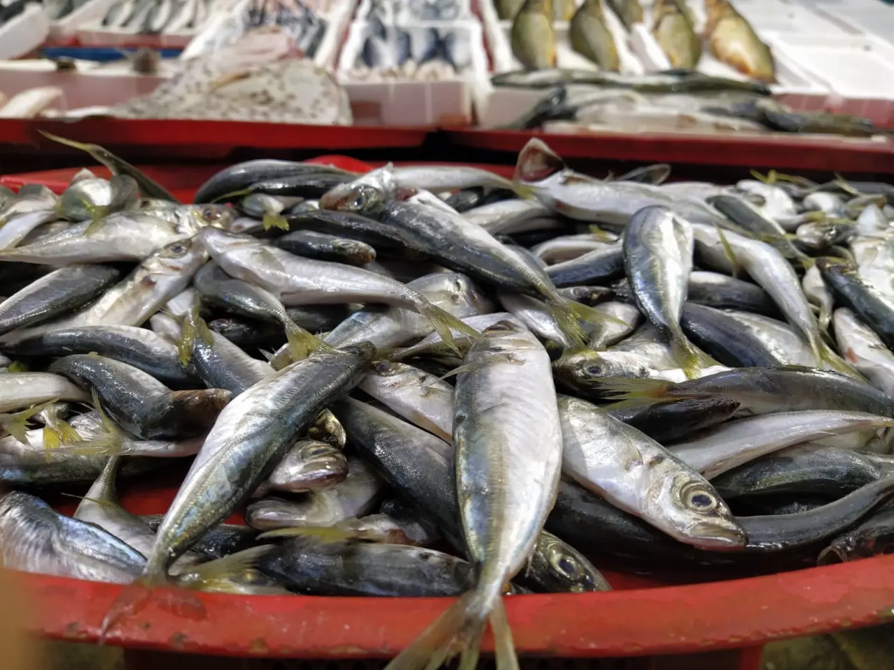 Konyalılar balıkta yeni lezzet peşinde: Orkinos, zargana ve kalkan… 8