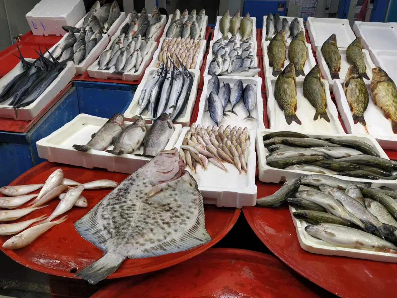 Konyalılar balıkta yeni lezzet peşinde: Orkinos, zargana ve kalkan… 5