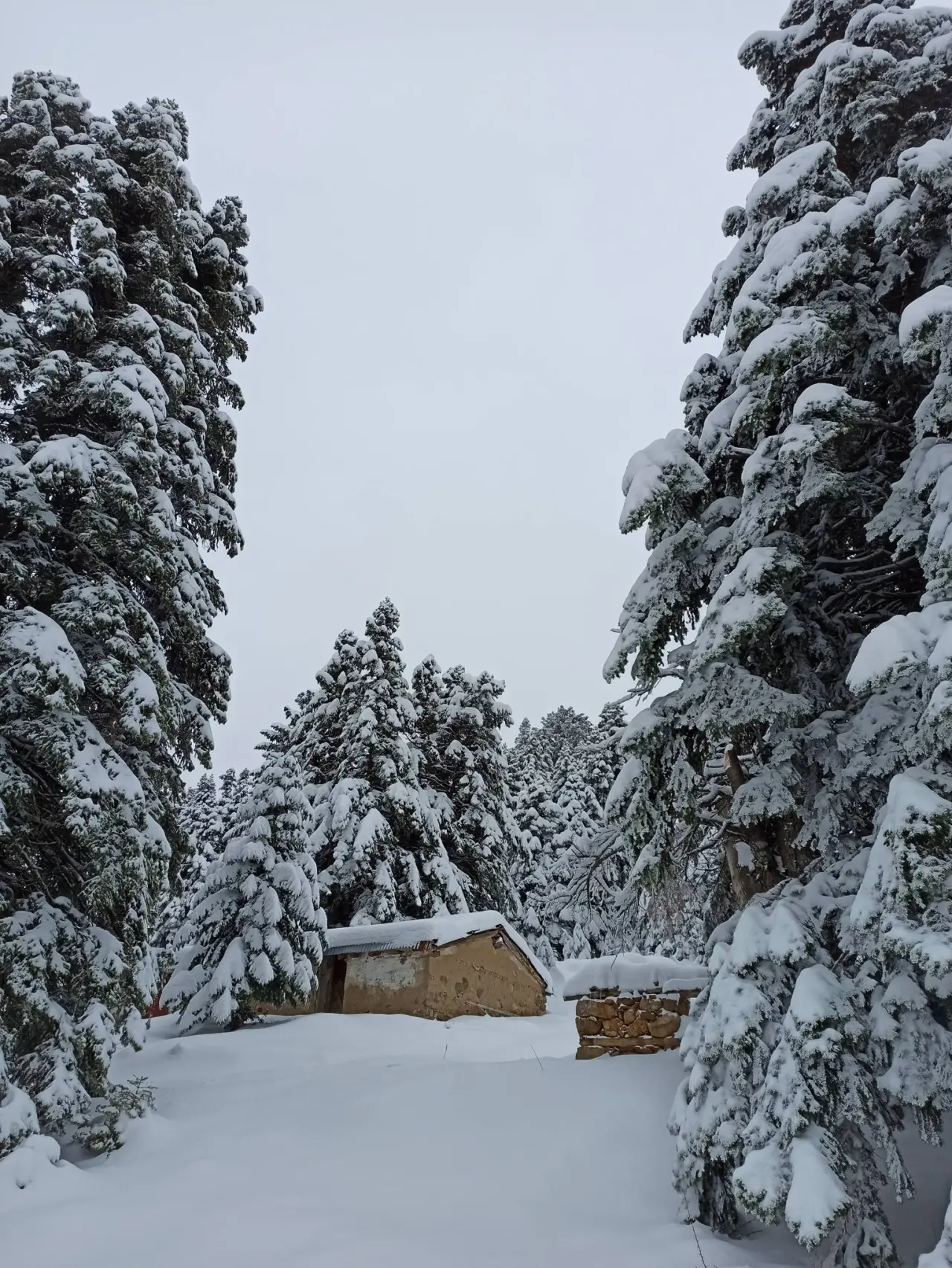 Konya’nın Doğa Cenneti: Gölcük Yaylası kışın da büyülüyor 4