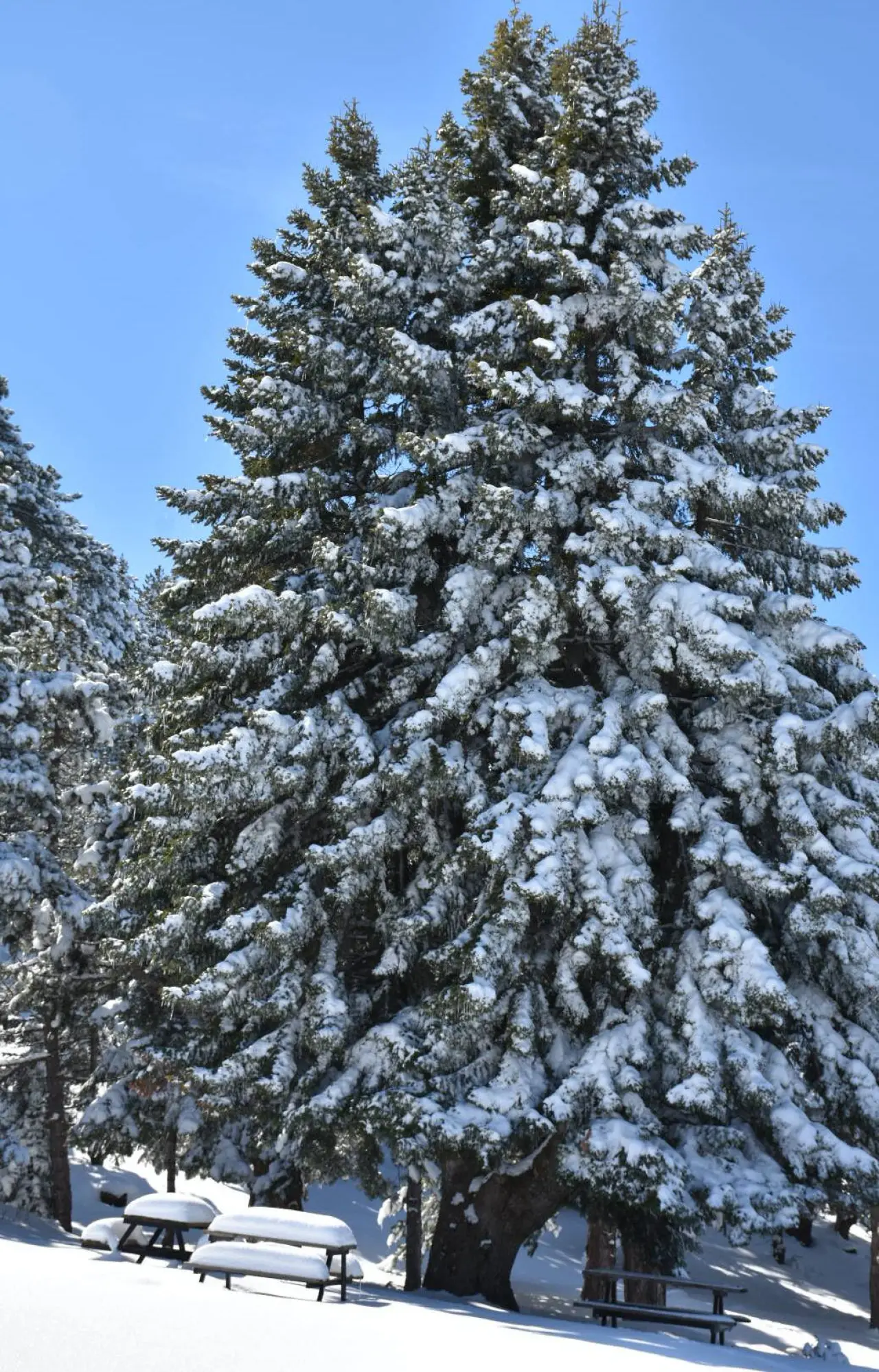Konya'nın gizemle dolu yaylası: Tarih beyazları giydi 6