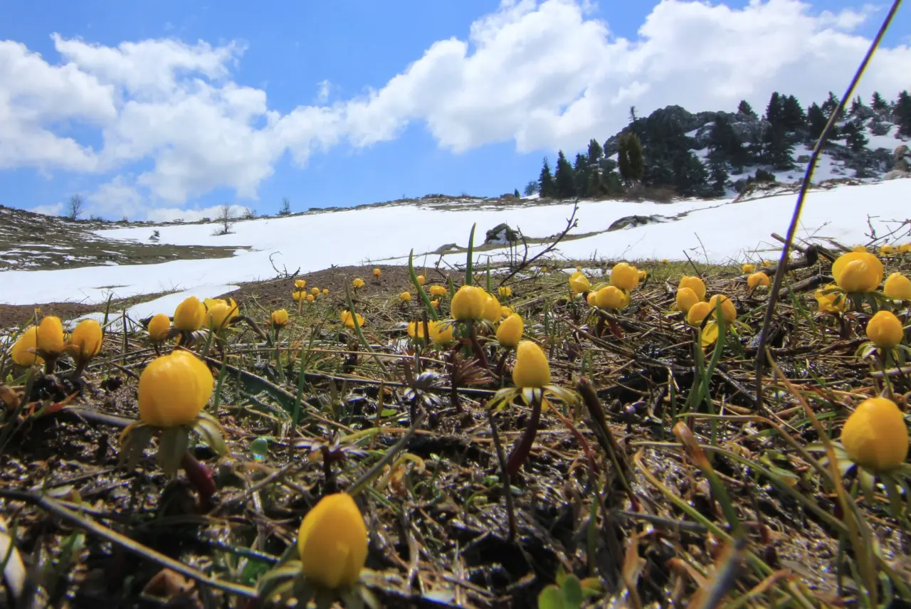 Konya'nın aşk kokan yaylası: Toroslar yeniden doğdu 12