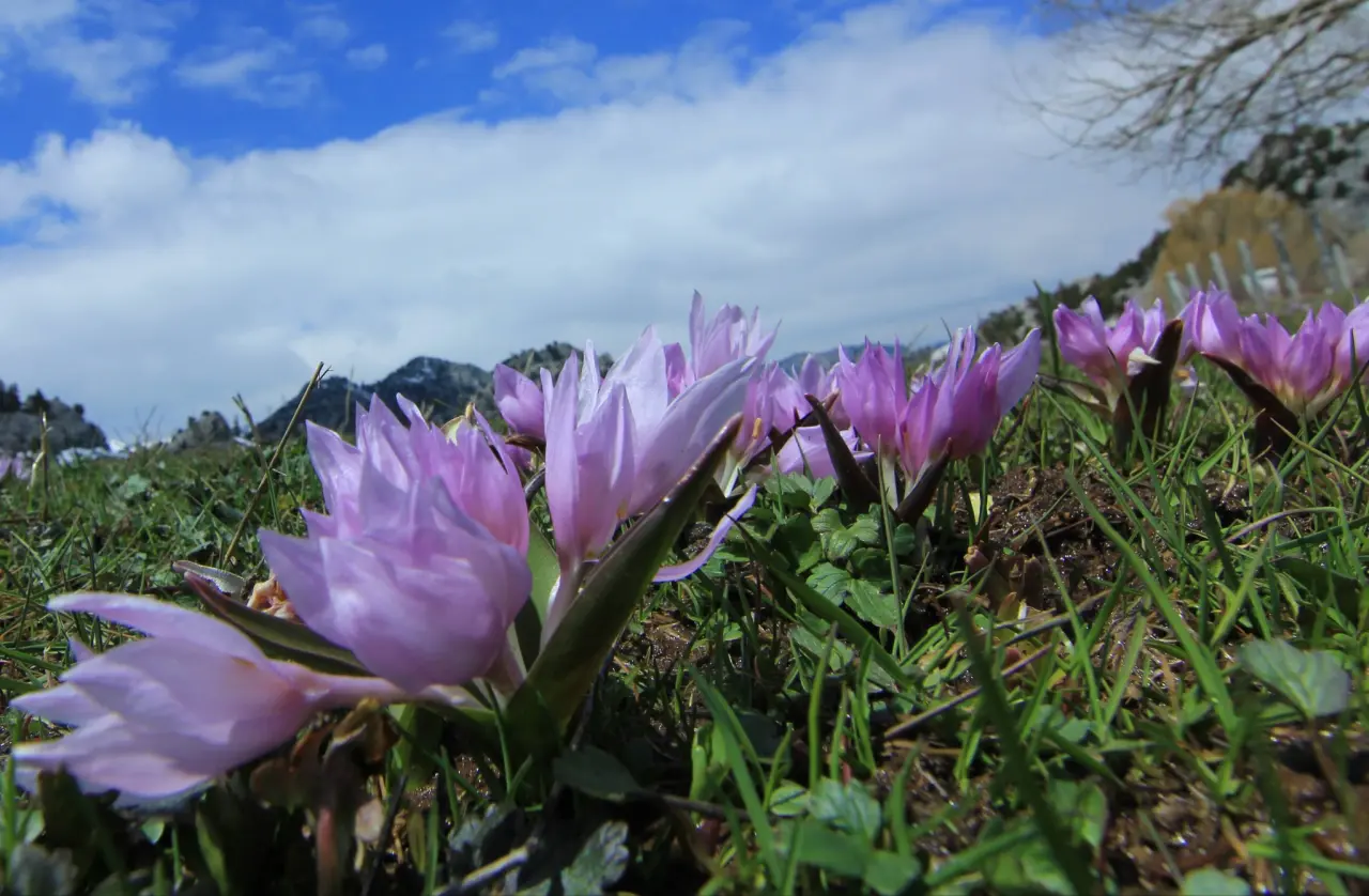 Konya'nın aşk kokan yaylası: Toroslar yeniden doğdu 14