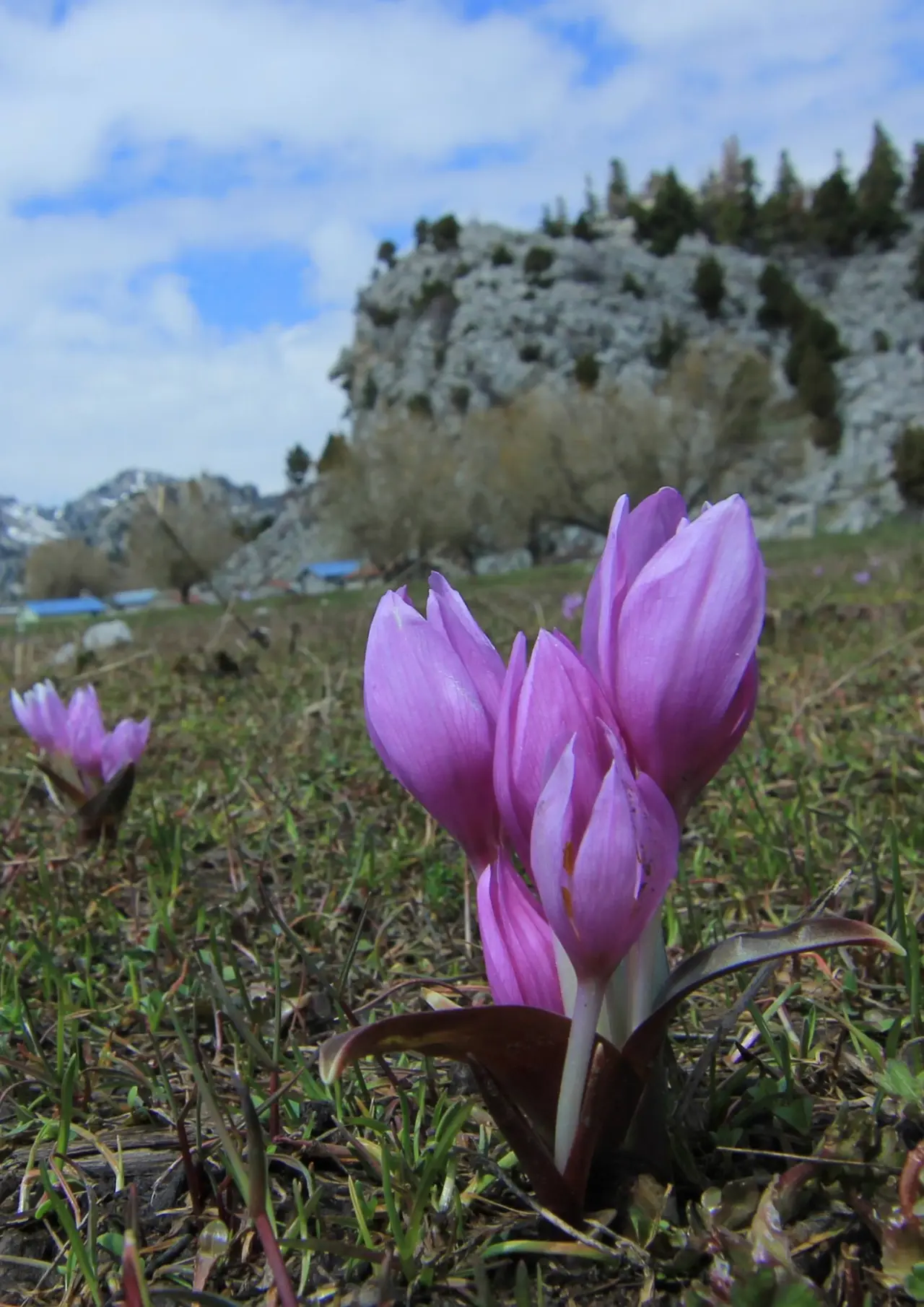 Konya'nın aşk kokan yaylası: Toroslar yeniden doğdu 2