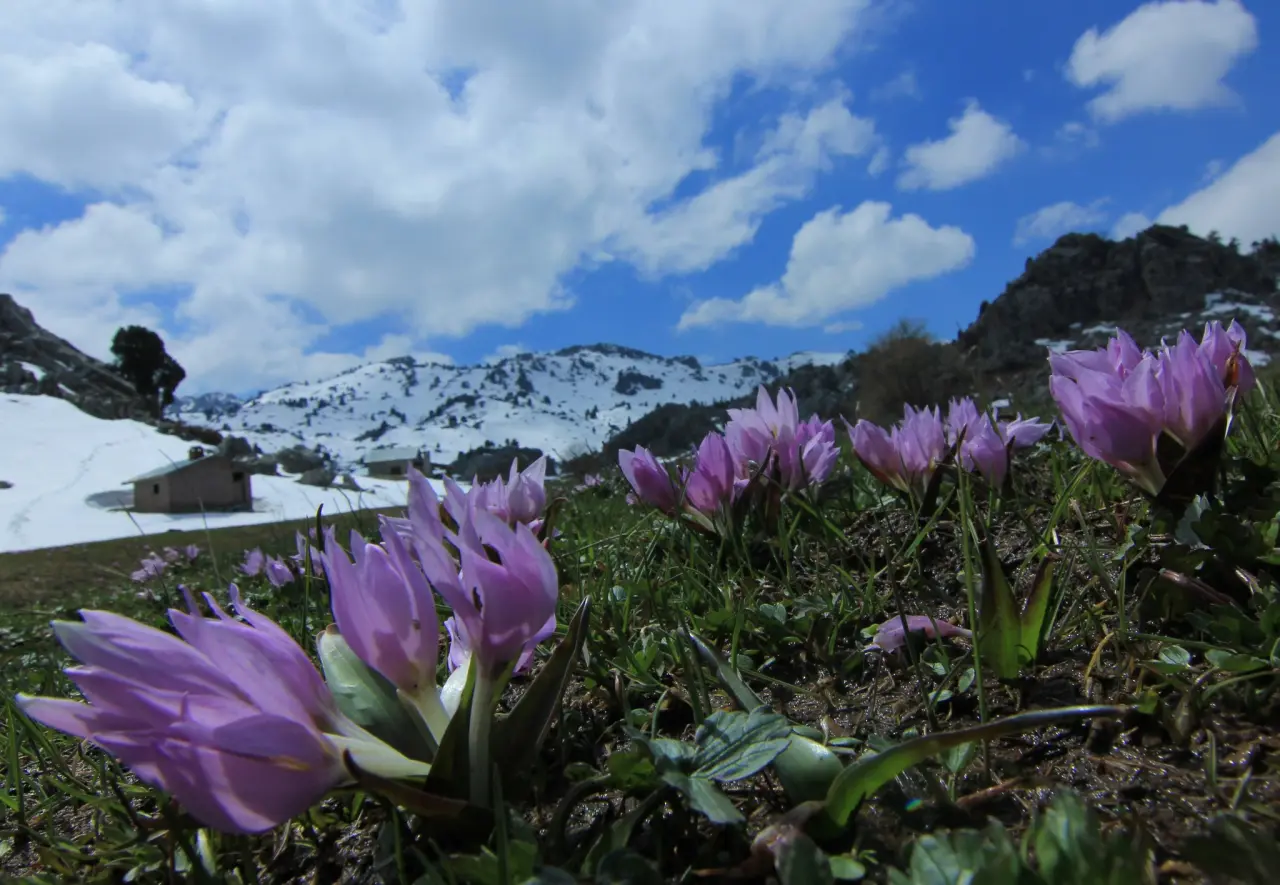 Konya'nın aşk kokan yaylası: Toroslar yeniden doğdu 6