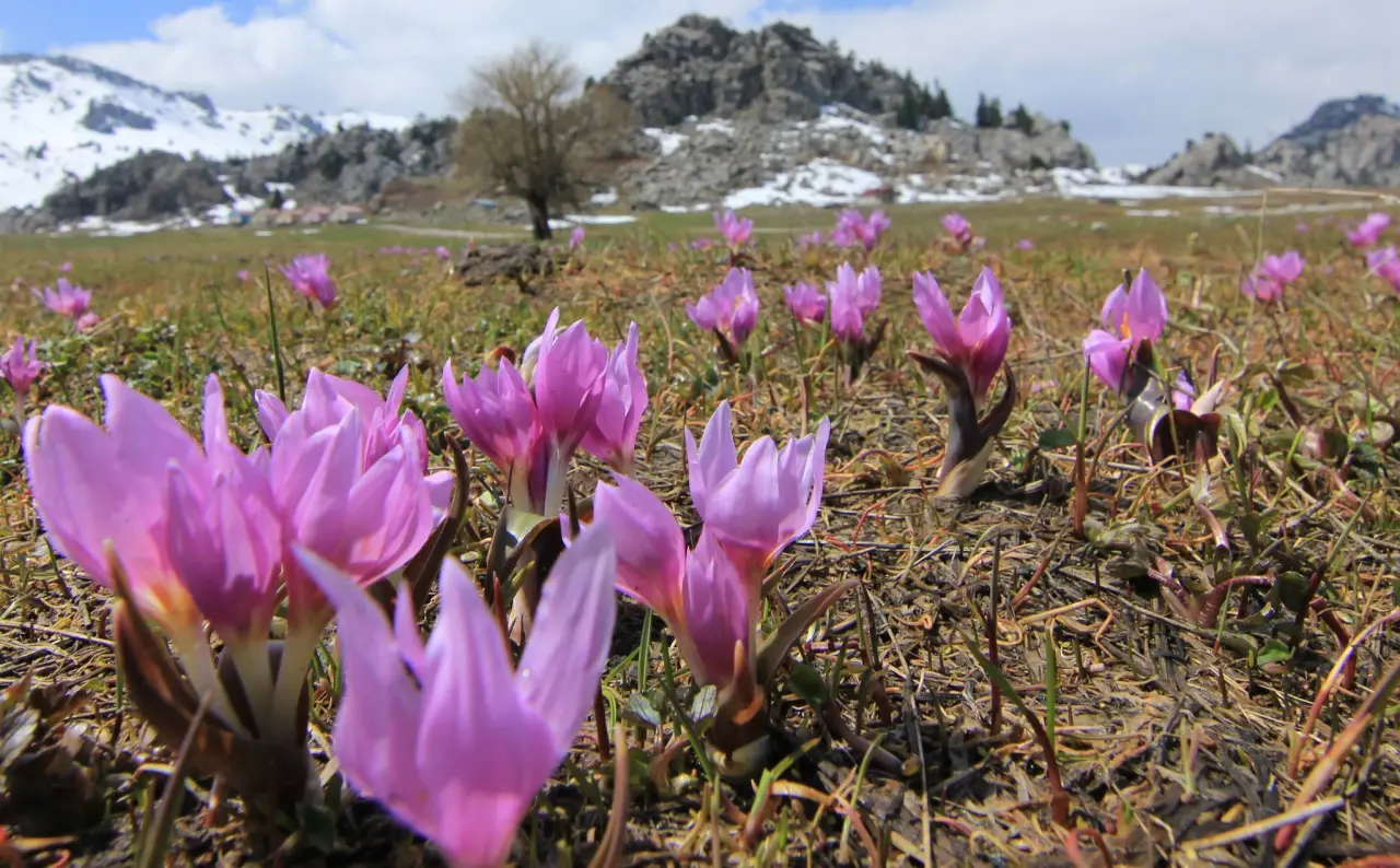 Konya'nın aşk kokan yaylası: Toroslar yeniden doğdu 10