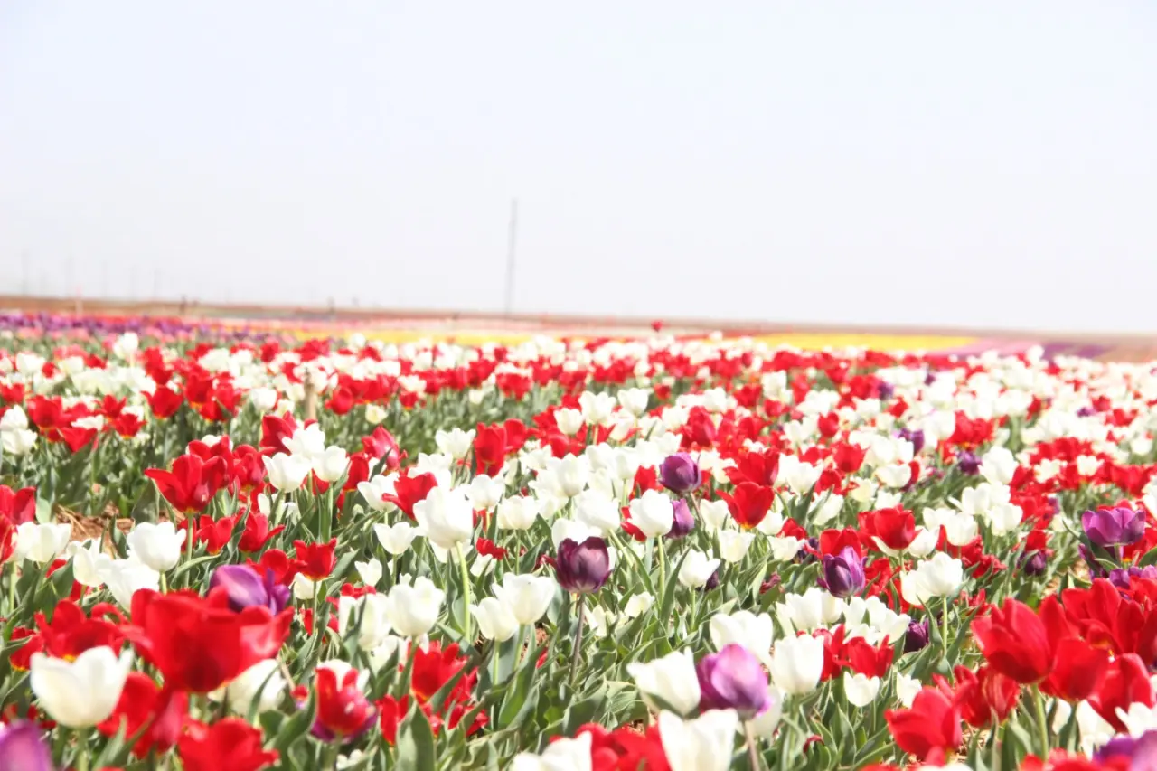 YHT turları bahçeye hazırlanıyor: Konya'ya 75 kilometre uzaklıkta 10