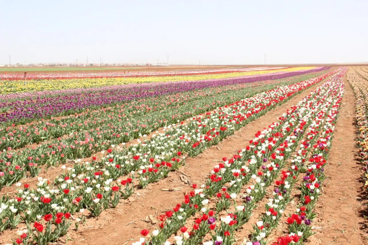 YHT turları bahçeye hazırlanıyor: Konya'ya 75 kilometre uzaklıkta 9