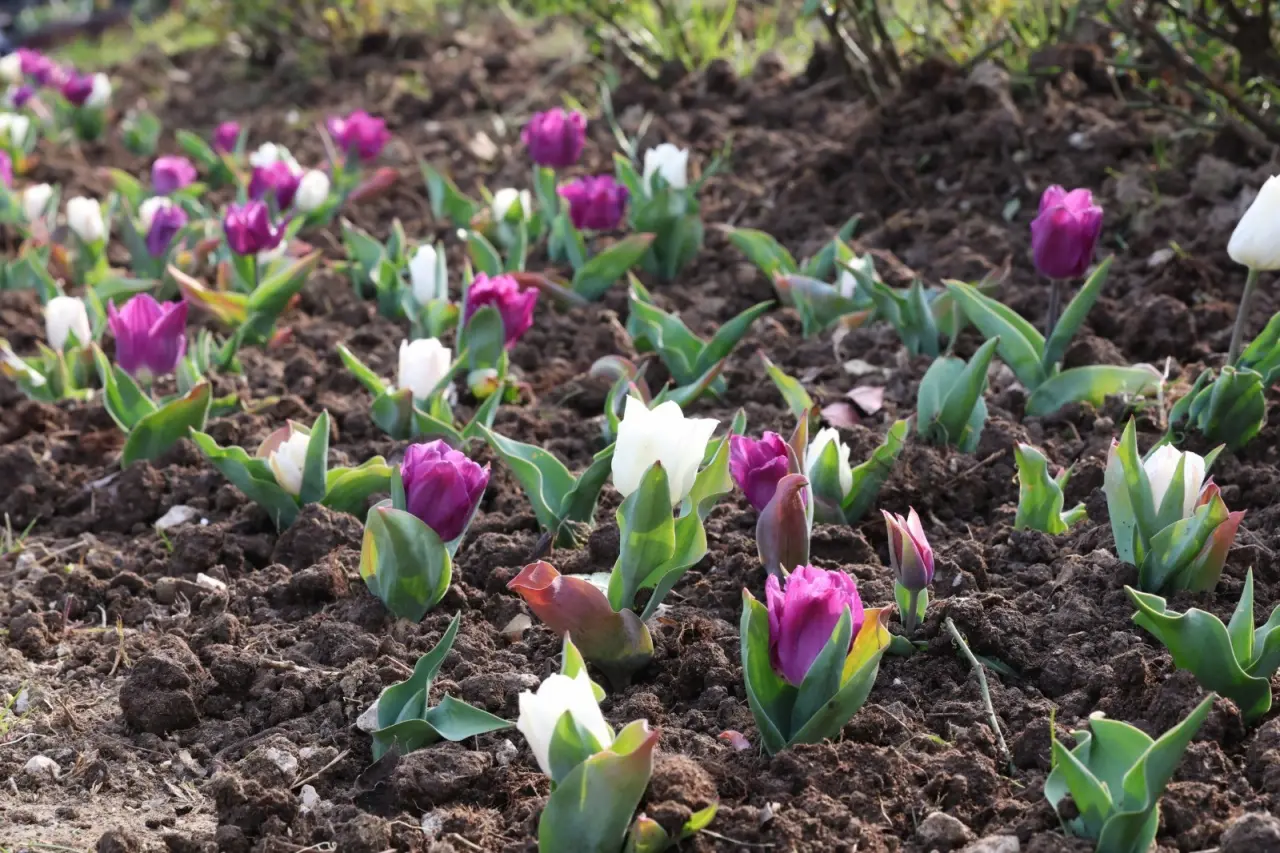 YHT turları bahçeye hazırlanıyor: Konya'ya 75 kilometre uzaklıkta 4