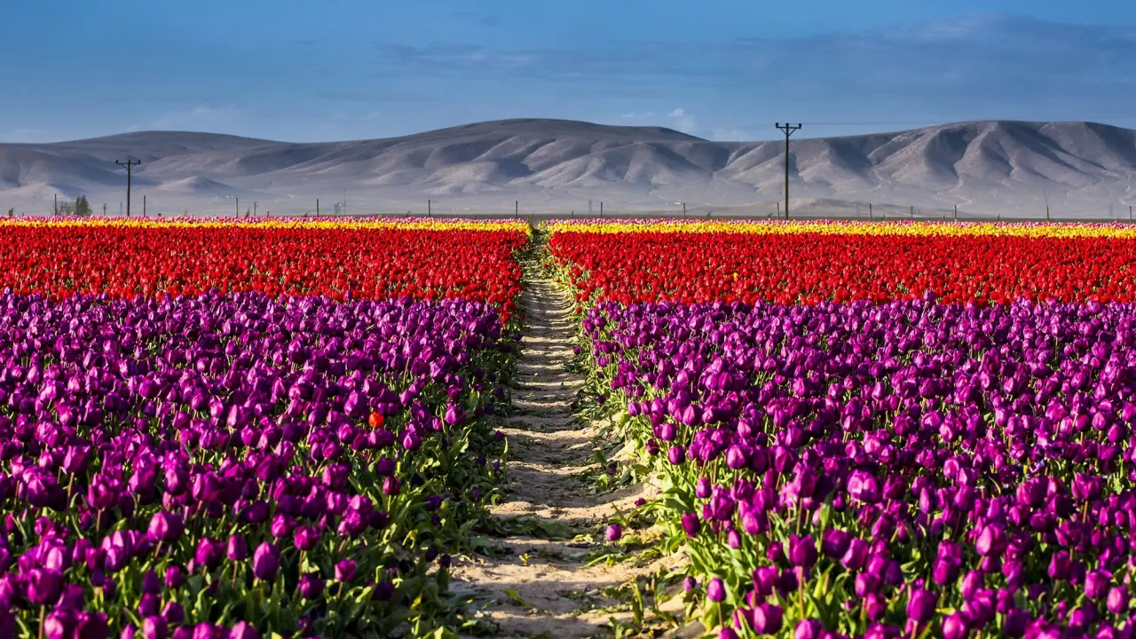 YHT turları bahçeye hazırlanıyor: Konya'ya 75 kilometre uzaklıkta 2