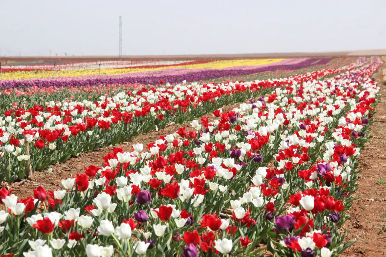 YHT turları bahçeye hazırlanıyor: Konya'ya 75 kilometre uzaklıkta 8