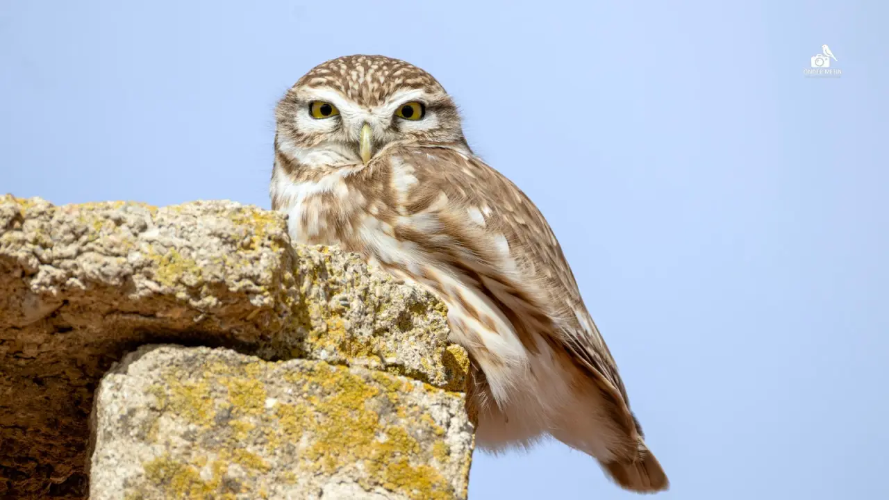 Konya'ya gelen misafirler eski evine taşındı: Kuş cenneti oldu 4
