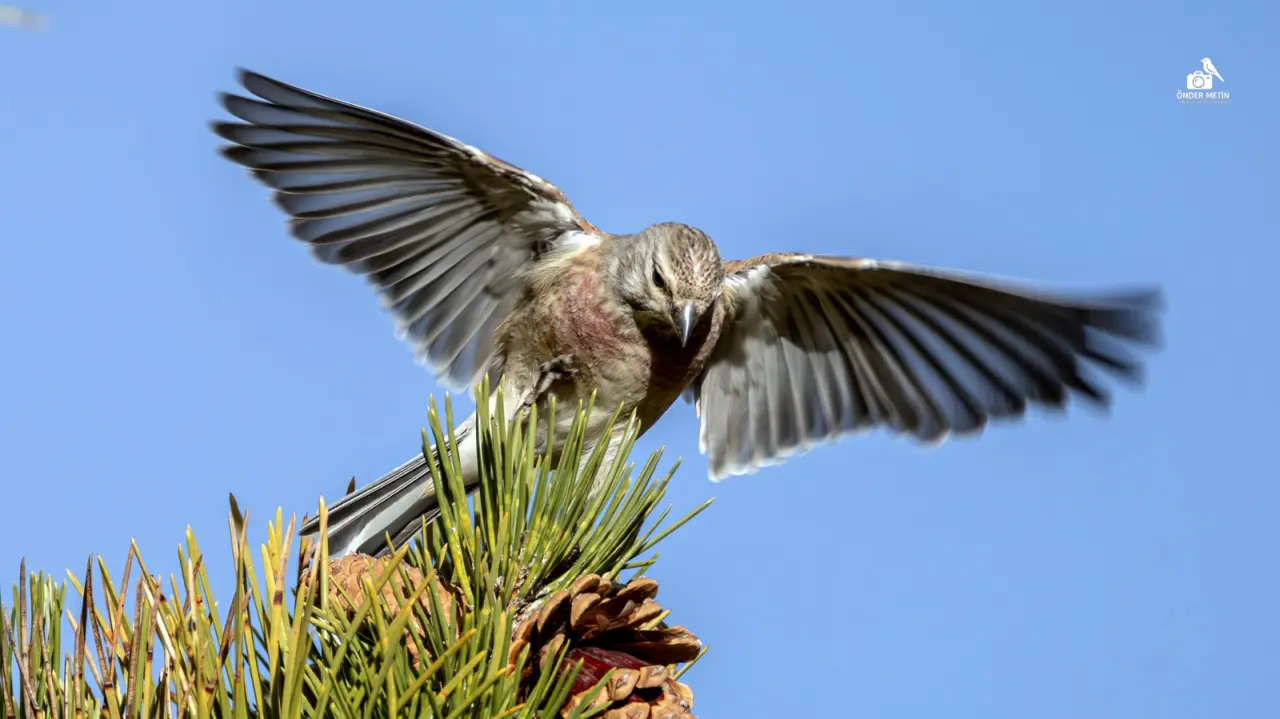 Konya'ya gelen misafirler eski evine taşındı: Kuş cenneti oldu 8